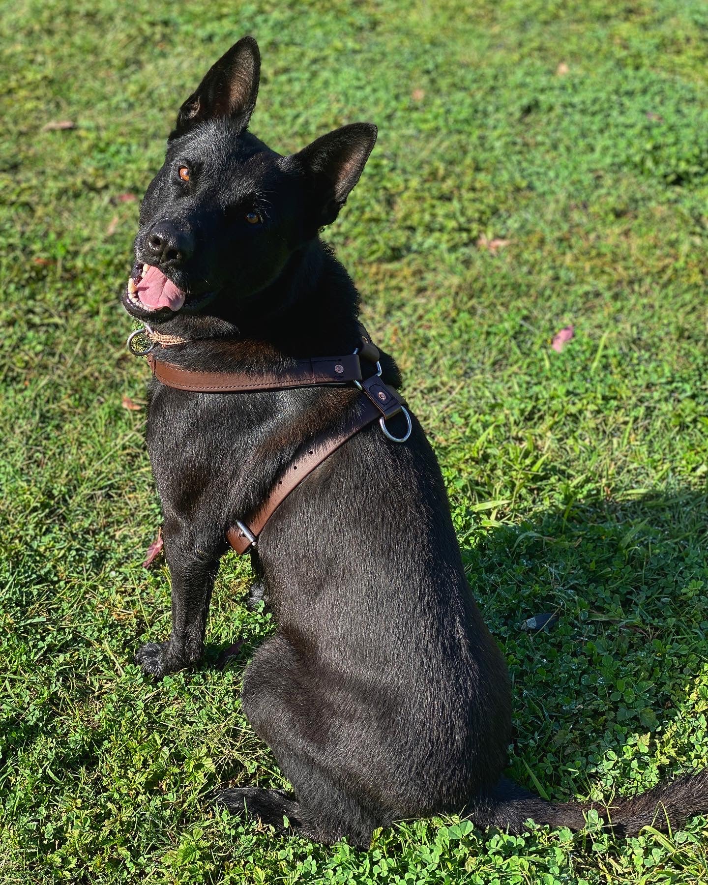 Premium Working Dog Harness