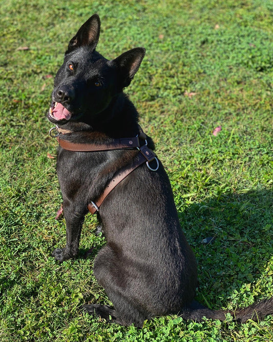 Premium Working Dog Harness