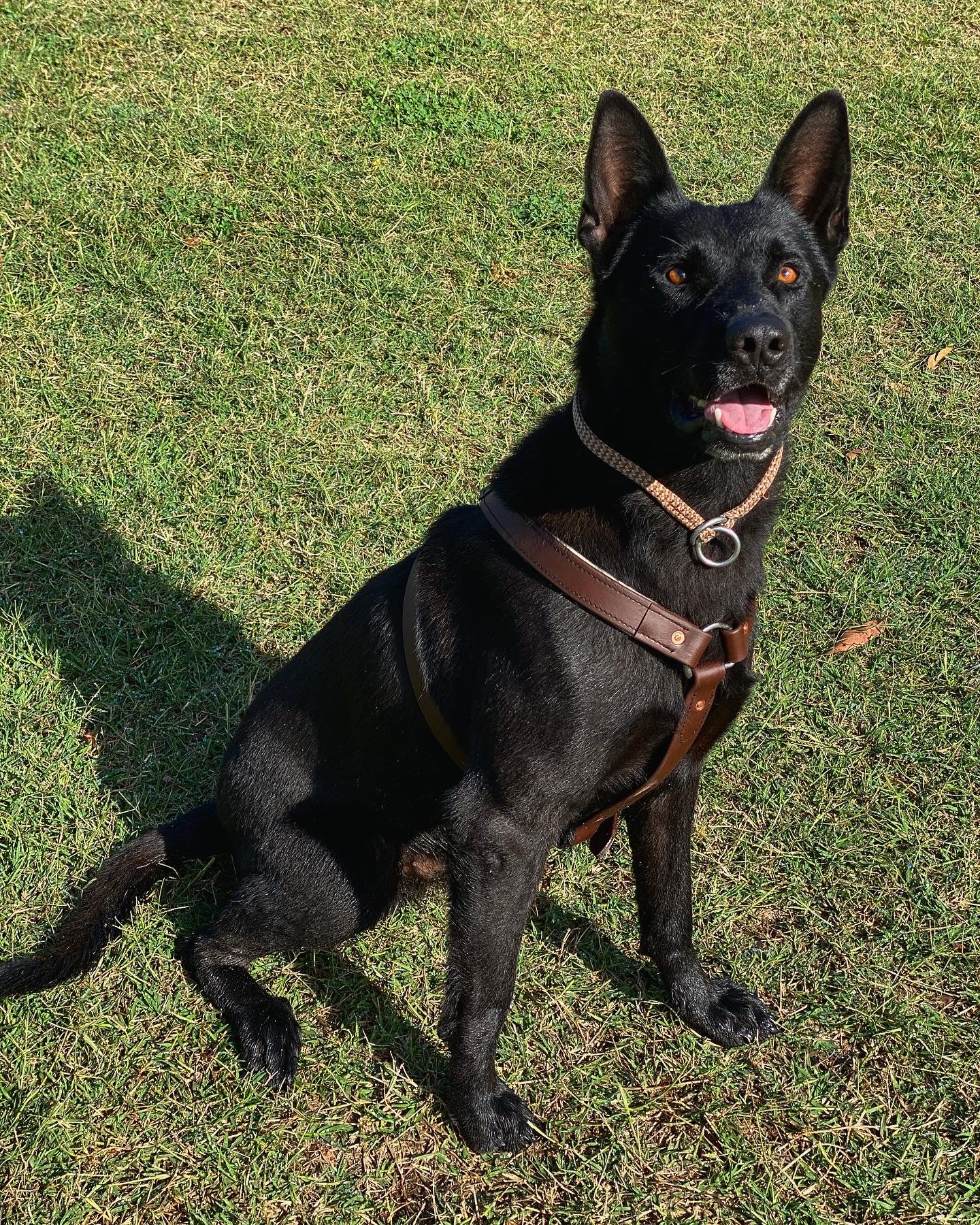 Premium Working Dog Harness