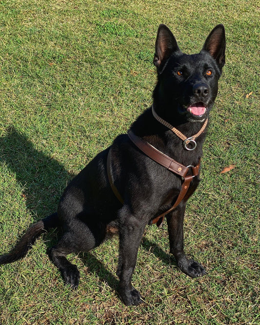 Premium Working Dog Harness